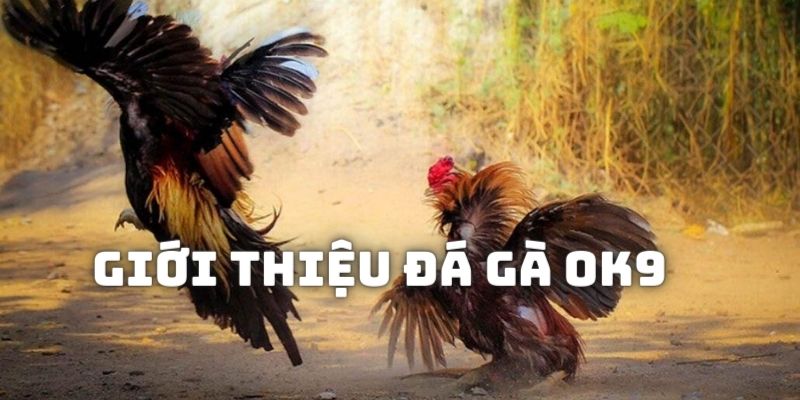 Giới thiệu về Đá gà OK9 nổi danh trong giới đam mê chọi kê